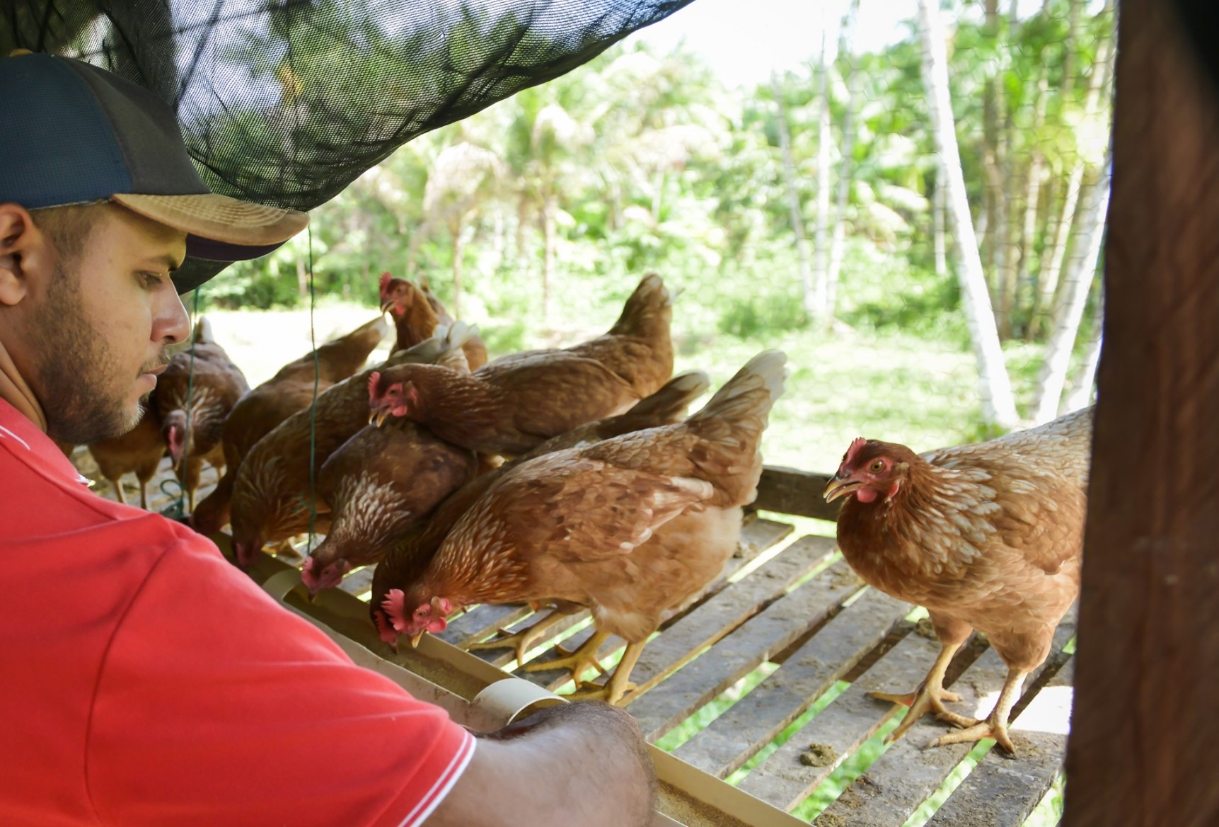 a man sitting on a bench with chickens in the background
