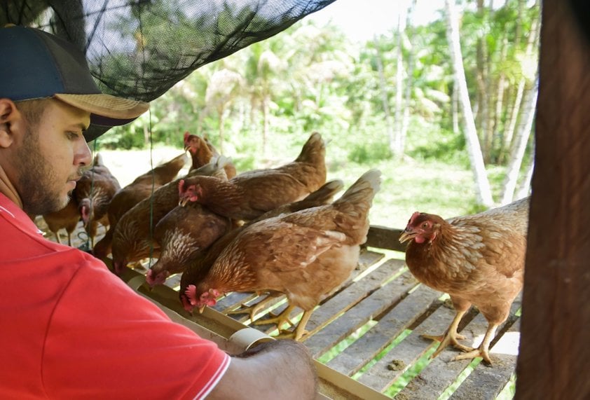 a man sitting on a bench with chickens in the background
