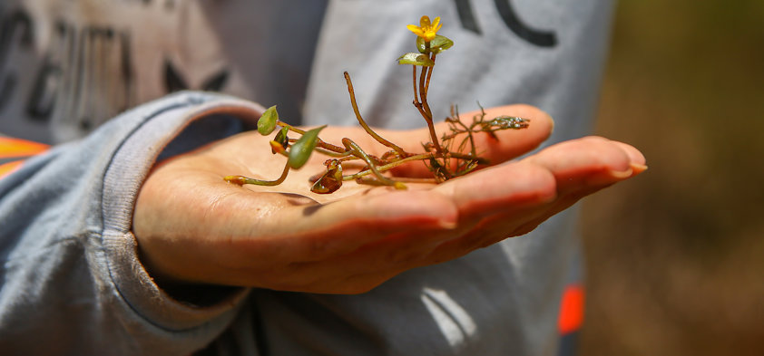 a person holding a small insect