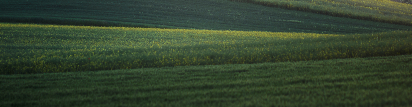 Illustration image landscape