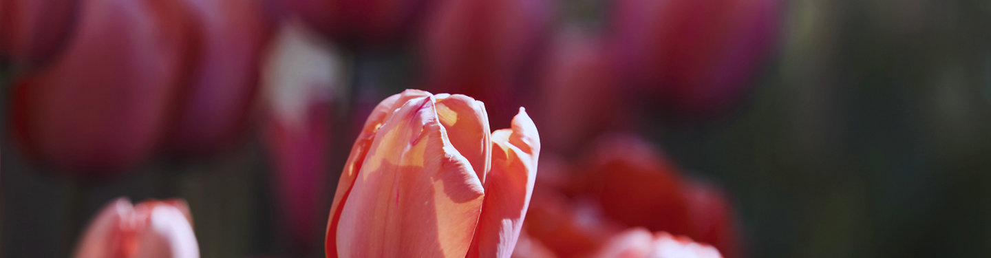 Illustratie tulpen