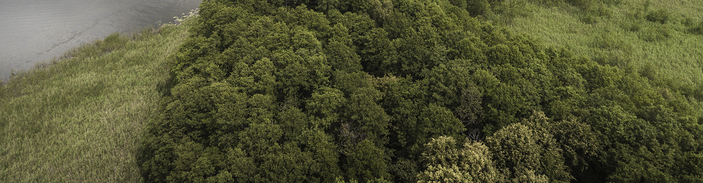 Illustration image landscape