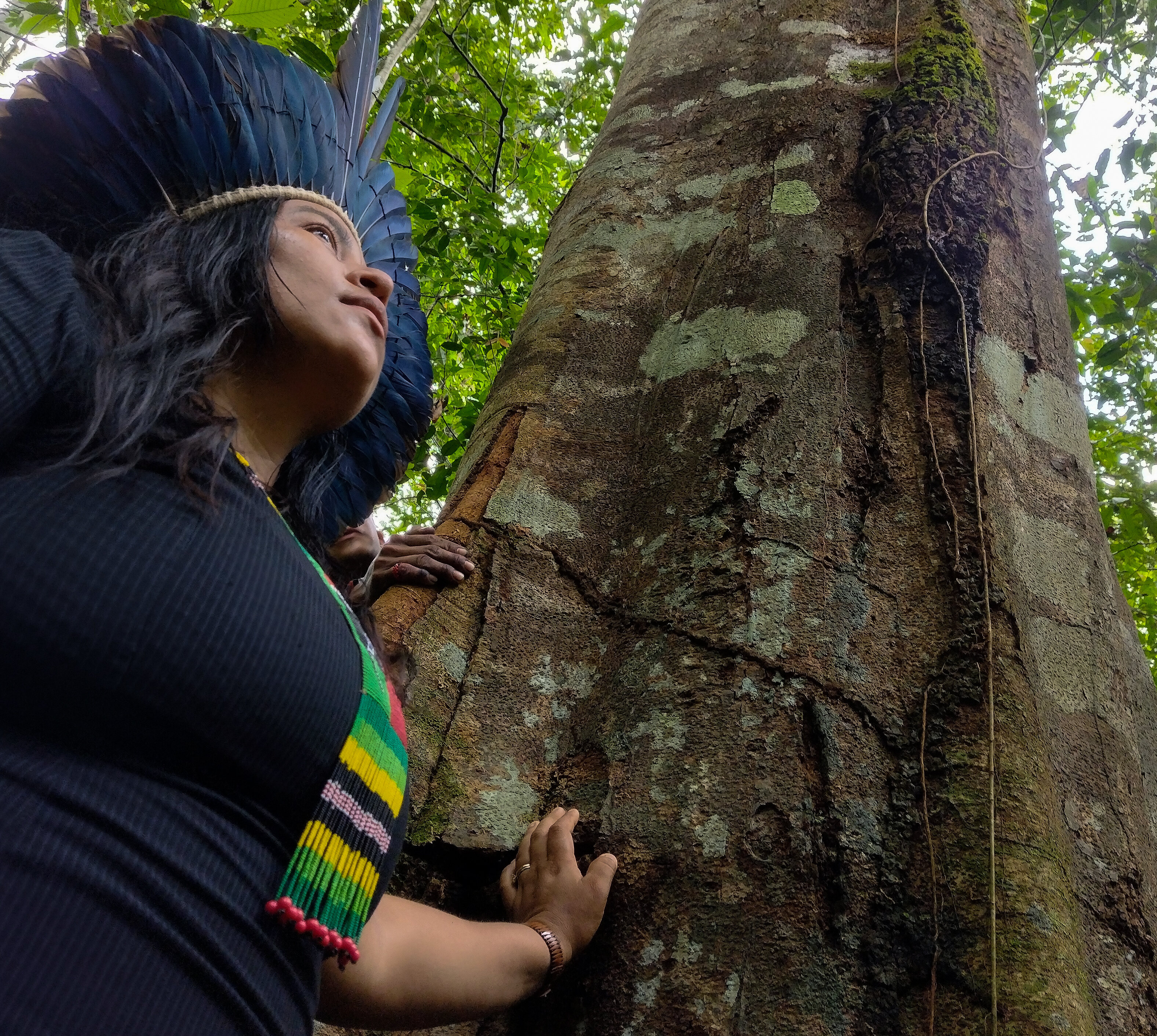 a person looking at a tree