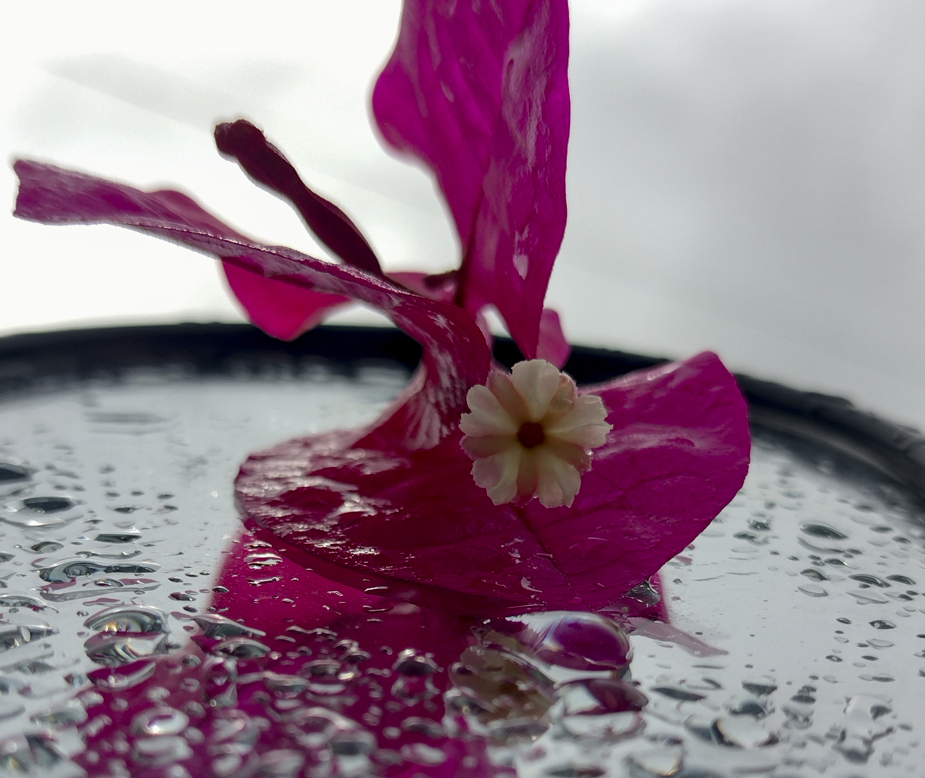 a pink flower in a vase