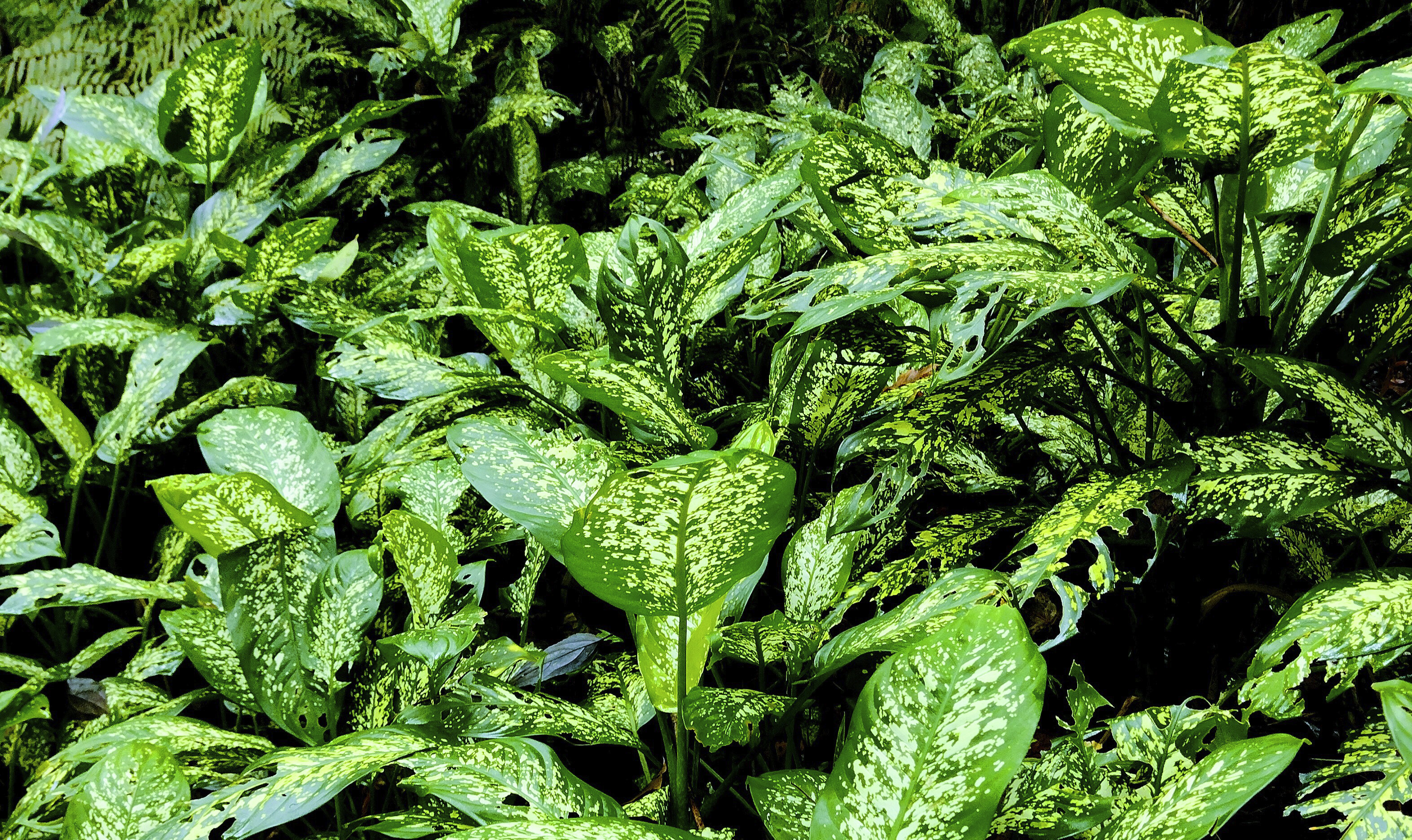 a large group of green plants