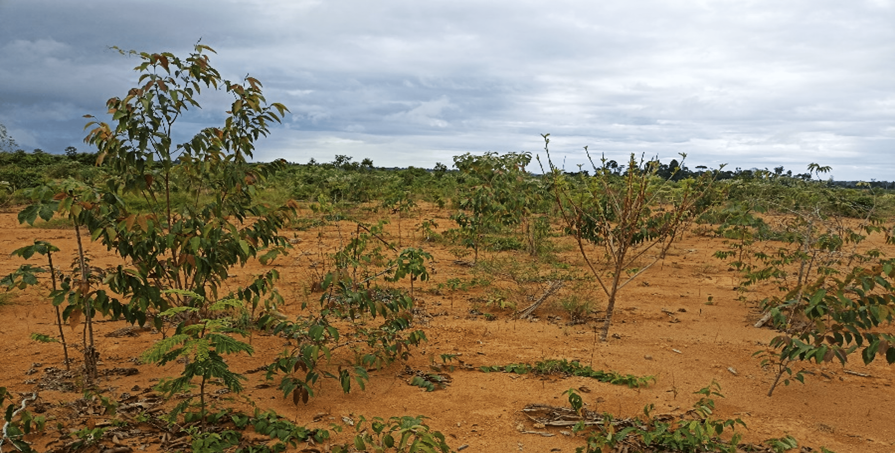 a field of plants