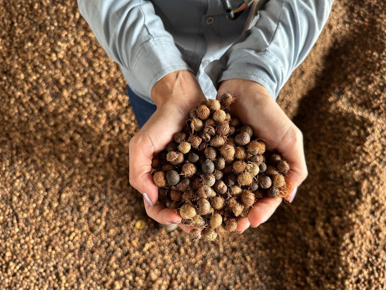 a person holding a handful of brown seed