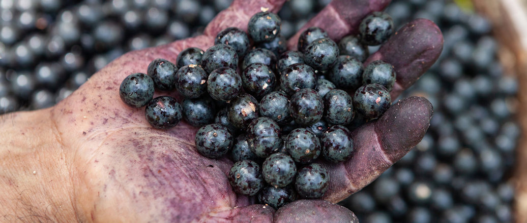 a person holding a bunch of blackberries