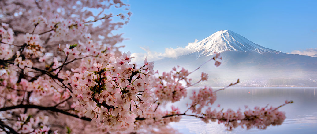 Mount fuji with cherry blossoms
