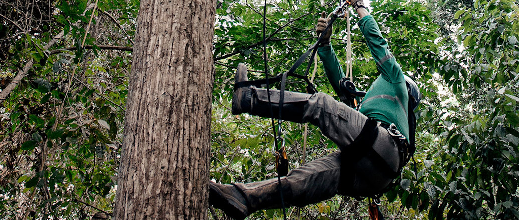 Mann klettert auf einen Baum im Dschungel
