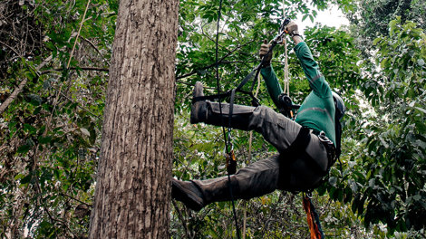 Mann klettert auf einen Baum im Dschungel