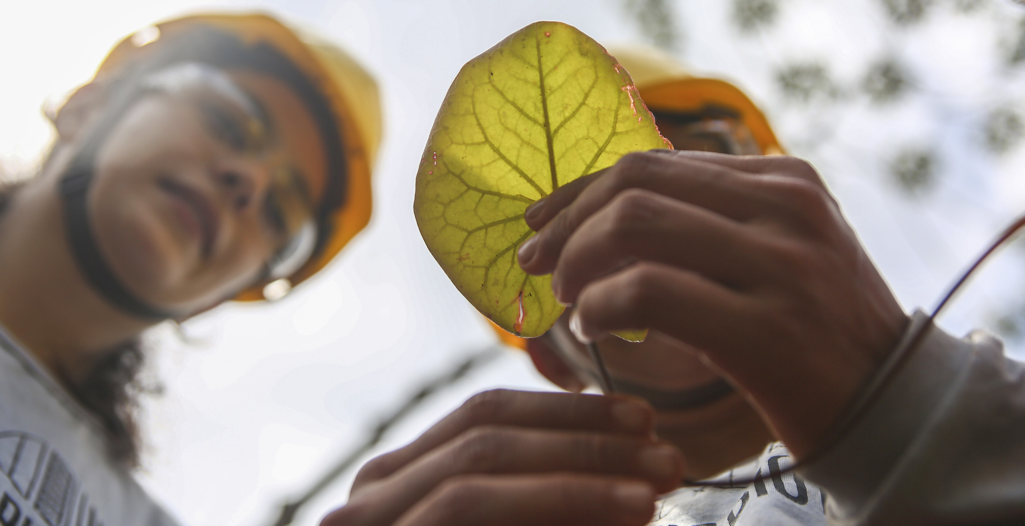 a person holding a yellow flower