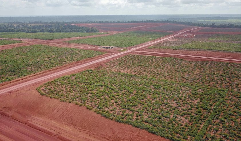 A field of young trees