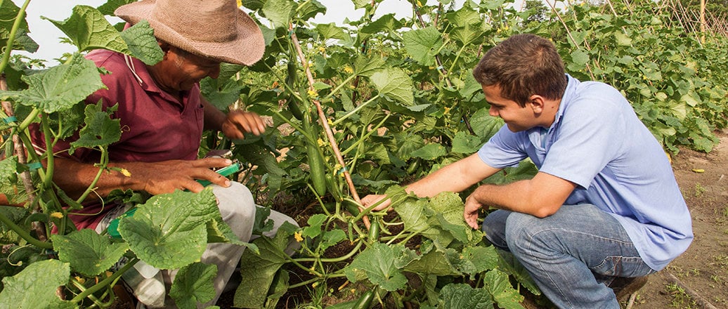 two men inspecting cucumber plants